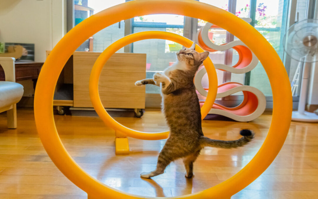 Top 10 enrichment activities for indoor cats to reduce boredom