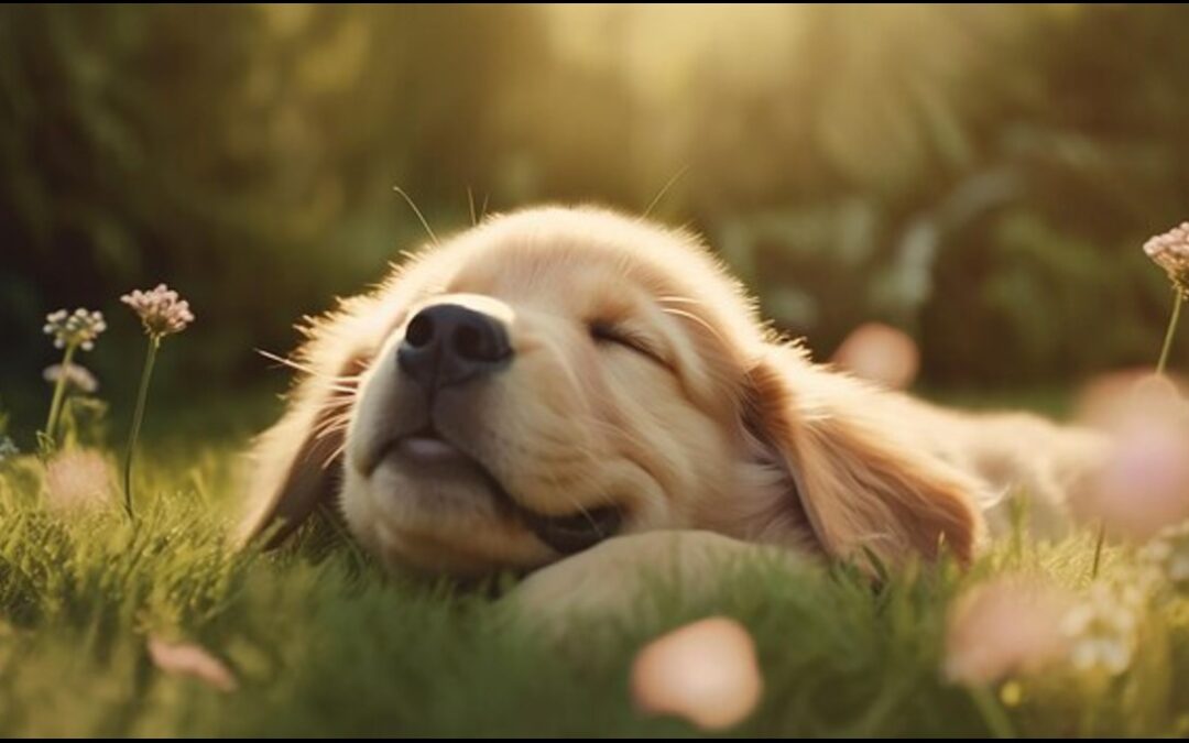 Top 10 pet stress relief solutions combining health and enrichment