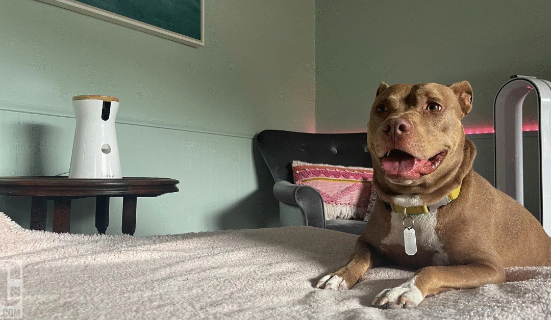 Top 10 Smart Pet Monitors for Small Apartment Dogs